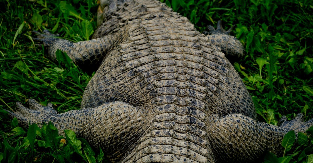 découvrez l'art de la gastronomie française avec notre sélection de foie gras. savourez des saveurs exquises et authentiques, idéales pour vos repas festifs ou pour une dégustation raffinée. apprenez-en plus sur les traditions et les méthodes de préparation qui font du foie gras un incontournable de la cuisine française.